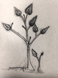 Plant sketch