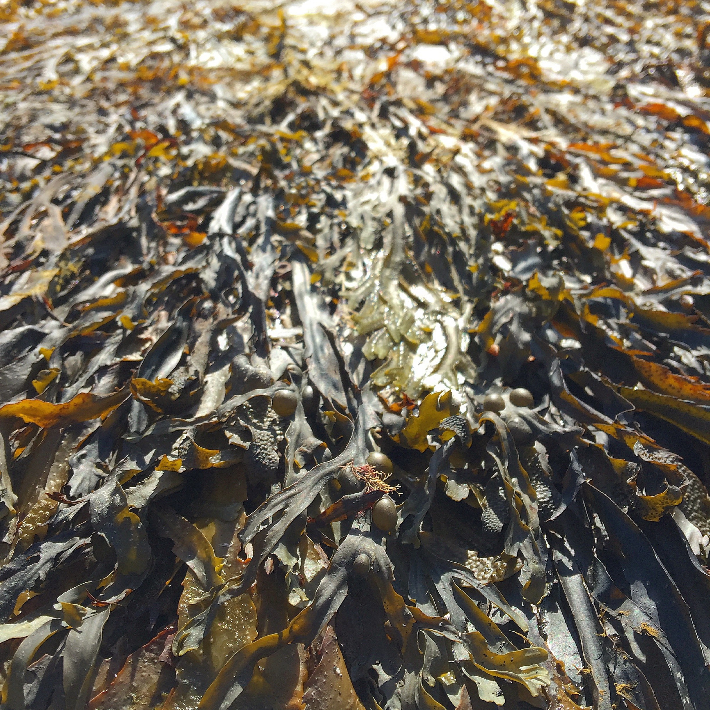 Has Britain really got an appetite for seaweed?